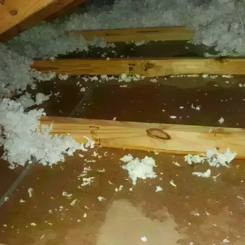 Attic Water Damage in Georgetown, GA